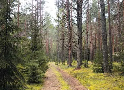 Солнышкинский бор один из самых красивых в здешних местах Но как только - фото 116