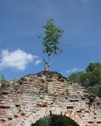 Отец Глеб и Рыков давно уже переместились на скамеечку возле палисадника и - фото 12