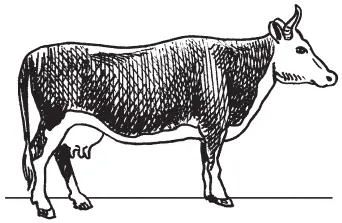 Ярославская порода Убойным выходом называется отношение убойной массы скота к - фото 6