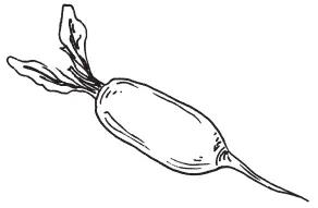 Цилиндра Багровый раннеспелый сорт Корнеплоды выровненные округлые - фото 152