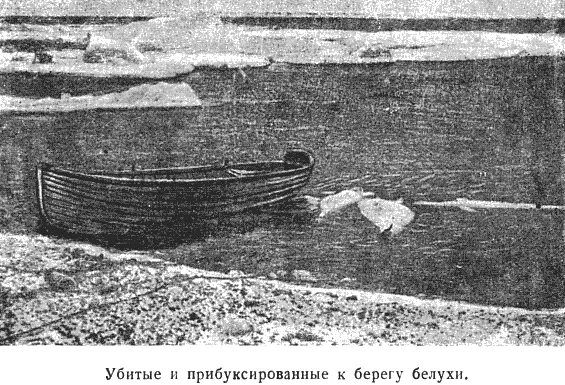 Подход дельфинов находится вероятно в связи с присутствием огромного - фото 71