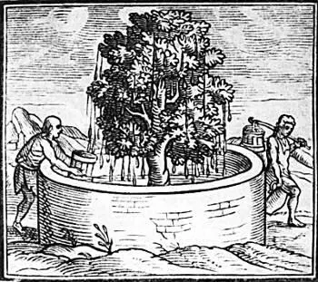 Плачущее дерево дает воду жителям Канарских островов Гравюра 1565 года Три - фото 28