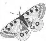 Фольклорный юмор так определяет идеал мужа для женщин этого типа - фото 32