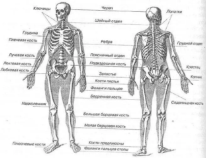 Основные кости тела Кости торса 80 костей Череп 29 костей Кости - фото 6