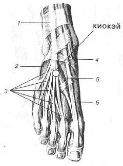 Мышцы и сухожилия тыльной стороны стопы 1 Верхний удерживатель - фото 172