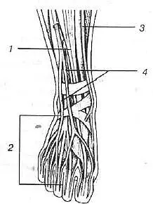 Нервы тыльной стороны стопы 1 Глубокий малоберцовый нерв 2 Тыльные кожные - фото 173