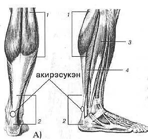 Мышцы и сухожилия голеностопа вид сзади А вид сбоку Б 1 Икроножная - фото 174