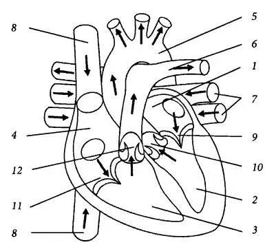 Рис 1 Строение сердца 1 левое предсердие 2 левый желудочек 3 правый - фото 1