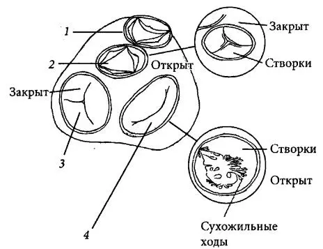 Рис 2 Вид клапанов сверху 1 клапан легочной артерии 2 аортальный - фото 2