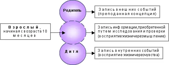 Рис 4 Постепенное становление Взрослого начиная с 10 мес Десятимесячный - фото 4