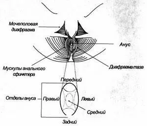 Рис 7 Анус разделен на пять областей Существуют хорошие даосские - фото 8