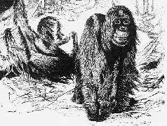 Рис 6 Орангутанг Simla satyrus живет в лесах болотистых мест Борнео и - фото 114