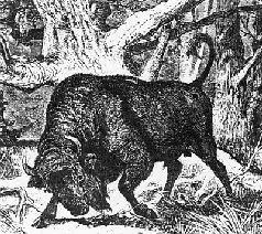 Рис 10 Зубр Bison europeus В настоящее время водится исключительно в лесах - фото 118