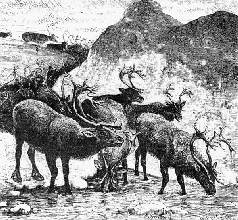 Рис 20 Северные олени Rangifer tarandus Рис 21 Овцебык или мускусный - фото 128
