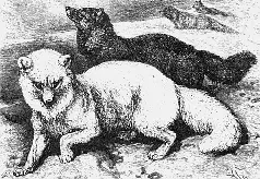 Рис 23 Песец Vulpes lagopus Рис 24 Хорошо обтесанный каменный наконечник - фото 131