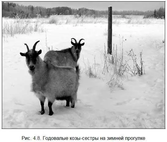 Внимание важно На прогулке козам может помешать ваш сторож собака - фото 69