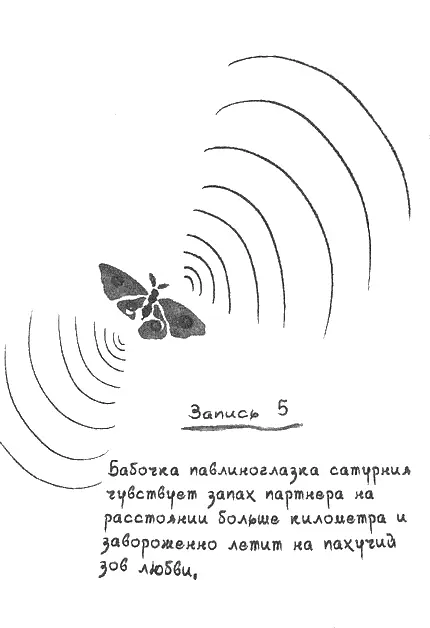 36 Запись 5 Бабочка павлиноглазка сатурния чувствует запах партнера на - фото 37