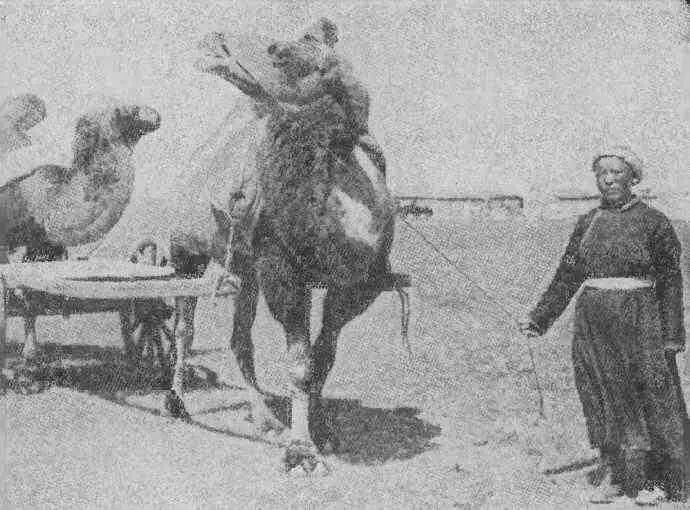 Верблюжья упряжка Гостиница Одно из зданий Худжиртского санатория - фото 16