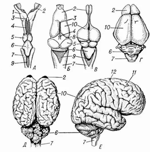 Рис 2Постепенное усложнение головного мозга у позвоночных животных вид мозга - фото 2