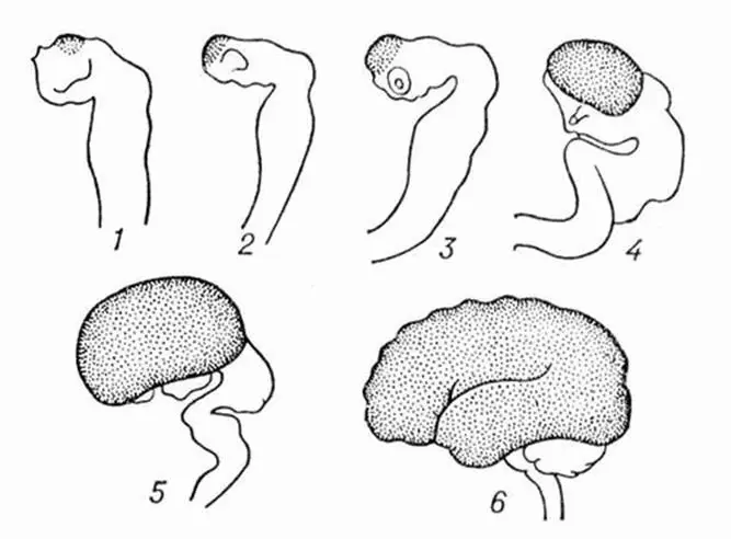 Рис 3 Боковая поверхность мозга человека на различных стадиях эмбрионального - фото 3