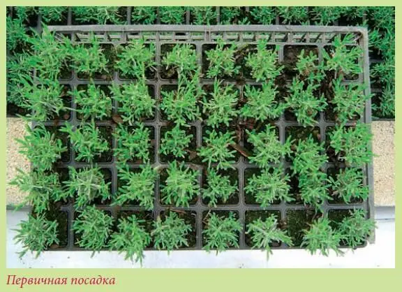 Перед посадкой на дно сосуда выкладывают небольшой слой грунта и выравнивают - фото 51