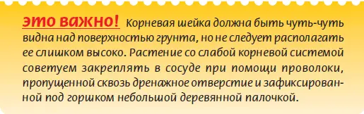 Большинство комнатных растений прекрасно чувствуют себя в горшках которые на - фото 55