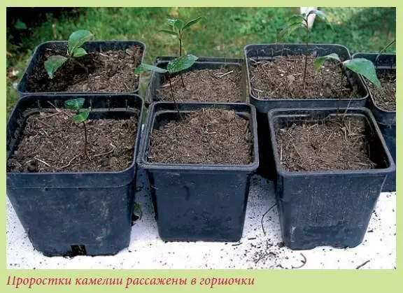 Как только семена прорастут крышку необходимо приподнять подложив деревянный - фото 61