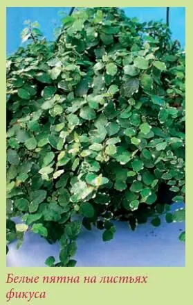 Пожелтение и опадение нижних листьевнапример у фикуса каучуконосного Ficus - фото 65