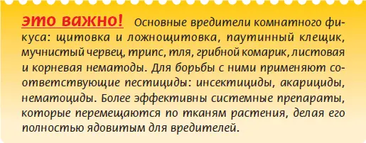 Мучнистые червецы поражают листья побеги если есть то и цветки Листья - фото 67