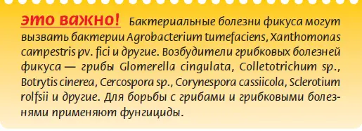Ржавчина вызывается несколькими видами грибка Поражает листья иногда стебли - фото 69
