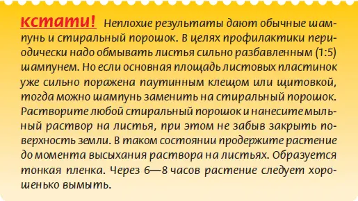 Чтобы предотвратить нападение трипса тлей и других вредителей необходимо - фото 71