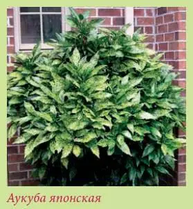 Аукуба японская золотое дерево Aucuba japonica Двудомное вечнозеленое - фото 75