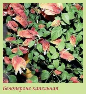 Белопероне прекрасно смотрится и как штамбовое растение для этого надо - фото 76