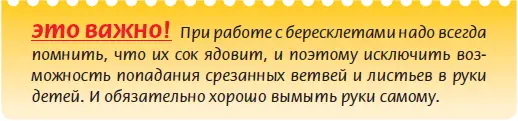 Несмотря ни на что бересклеты в квартирах популярны и если условия содержания - фото 79