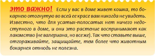 Удобрение Подкармливают нолину с мая до октября раз в месяц комплексным - фото 81