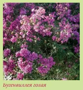 Бугенвиллея голая Bougainvillea glabra Бугенвиллея популярна как большое - фото 83