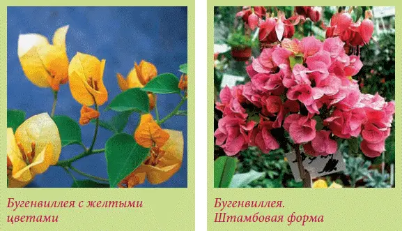 Размножение Хорошо размножается стеблевыми черенками летом для укоренения их - фото 85