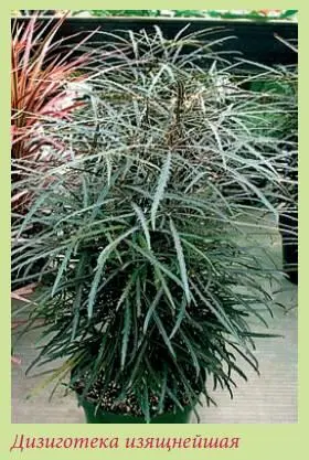 Дизиготека изящнейшая Dizygotheca elegantissima Это очень декоративное - фото 90