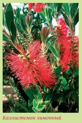 Каллистемон лимонный Callistemon citrinus Популярность в культуре данного - фото 91