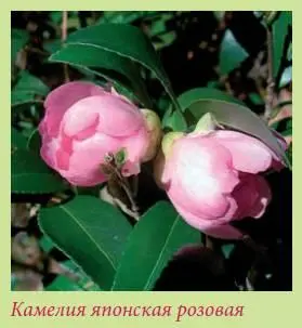 Камелия японская Camellia japonica Это вечнозеленый кустарник или небольшое - фото 92