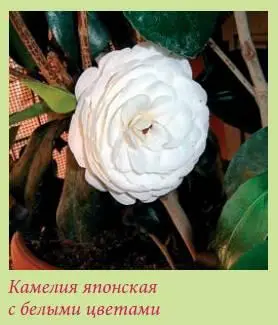 Однако у многих любителей камелия вызывает определенные опасения они считают - фото 93