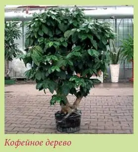 Кофейное дерево аравийское Coffea arabica Сегодня мода на кофейное дерево - фото 95