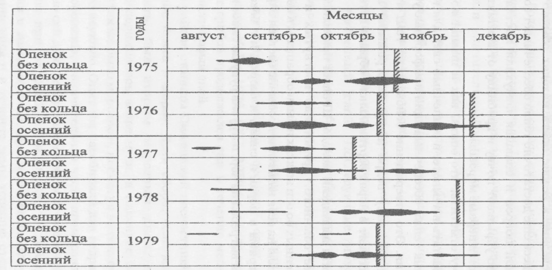 Среди осенних опят которые приходилось мне собирать в лесах Краснодарского - фото 13