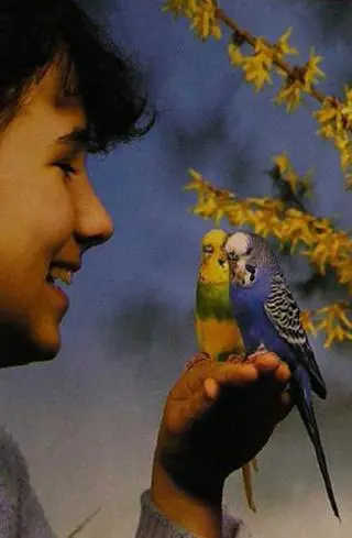 Общительные птички требуют много внимания Первый голубой волнистый попугай - фото 18