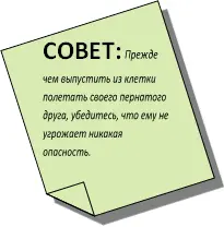 Чтобы не опасаться постоянно за волнистого попугая когда он свободно летает по - фото 39
