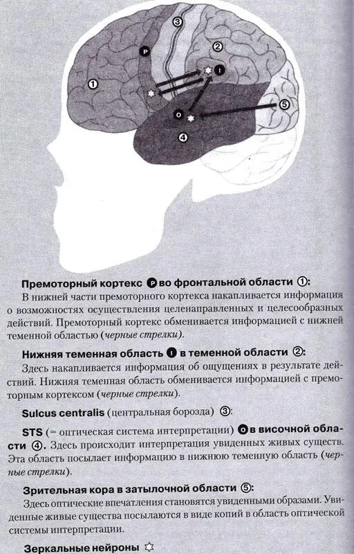 В действительности головной мозг обладает оптической системой обработки и - фото 2