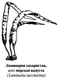 С лечебной целью используют пластинку слоевища ламинарии Заготавливают с июня - фото 134