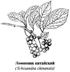 Цветет лимонник в первой половине мая Плоды шарообразные оранжевокрасные - фото 146