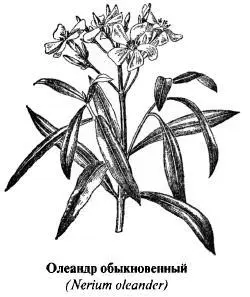 В официальной медицине препараты олеандра обыкновенного используют при - фото 180