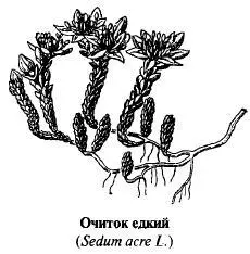 Плод многолистовка состоящая из 5 листовок образующих обращенную вверх - фото 182